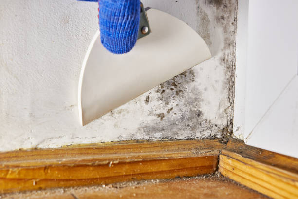 Best Commercial Mold Inspection  in Granite Falls, NC